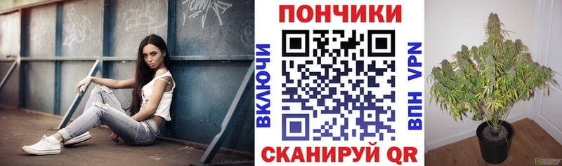 Бошки Шишки конопля  Наволоки 